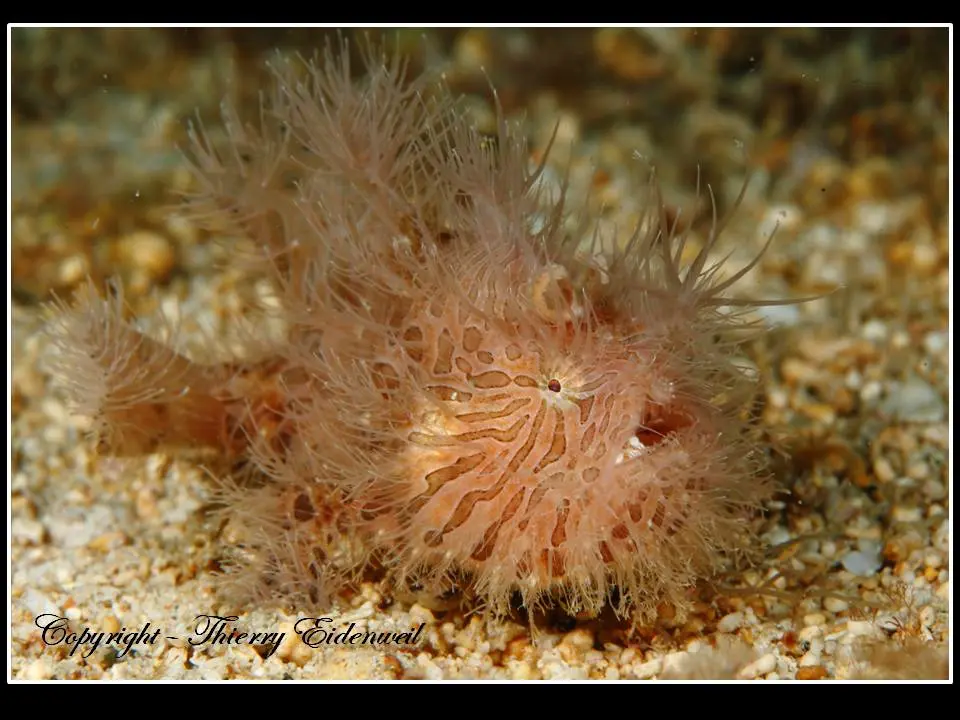 Anilao Macro Dive Media Highlight